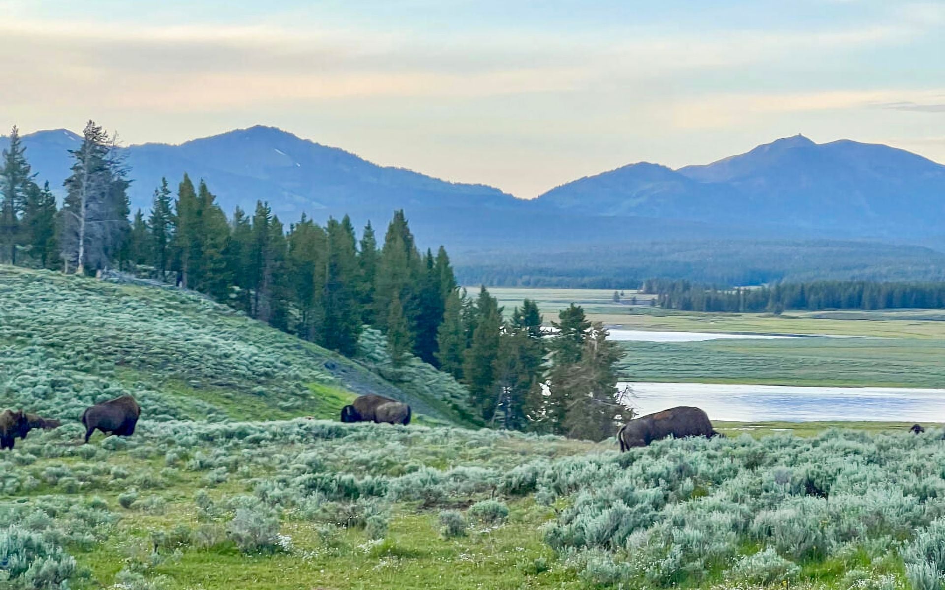 Bison herd grazing at sunrise across Hayden Valley in Yellowstone National Park, Wyoming, with steam rising from thermal features in the background
