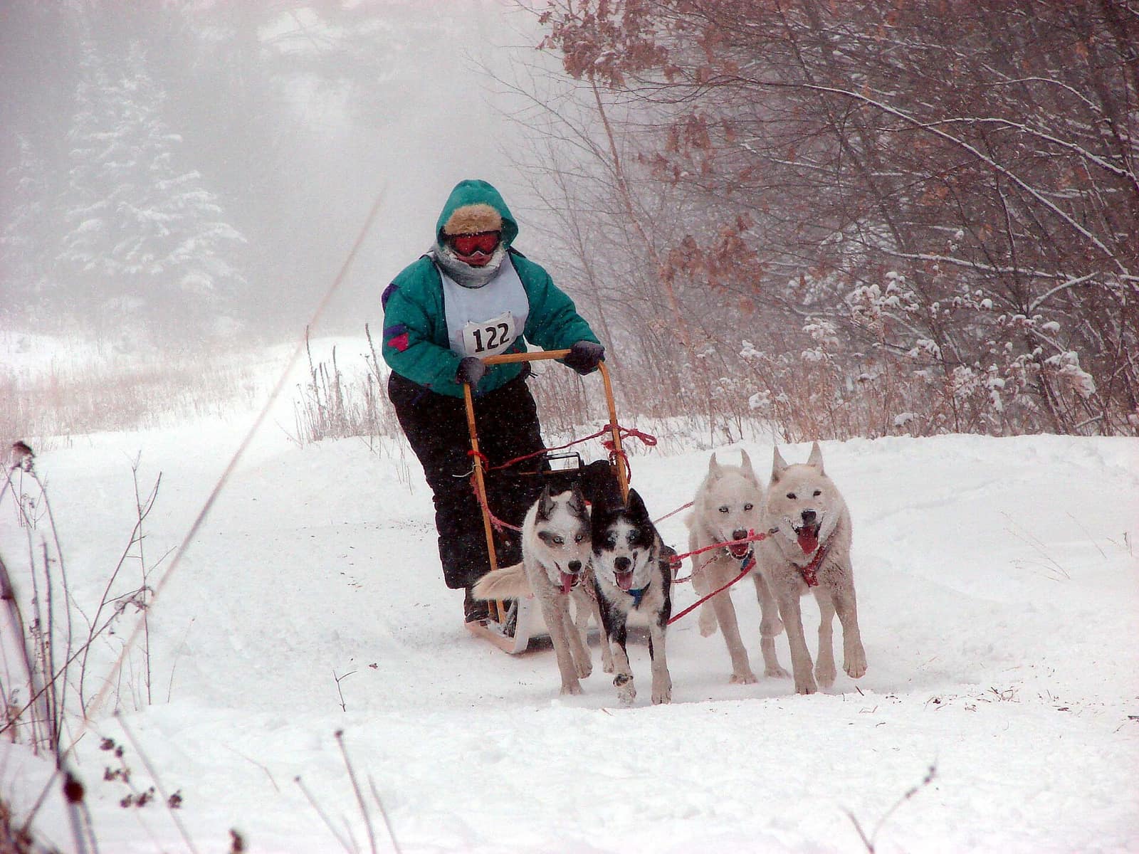 A musher and team of three huskies running through snowy forest terrain during a dog sled tour