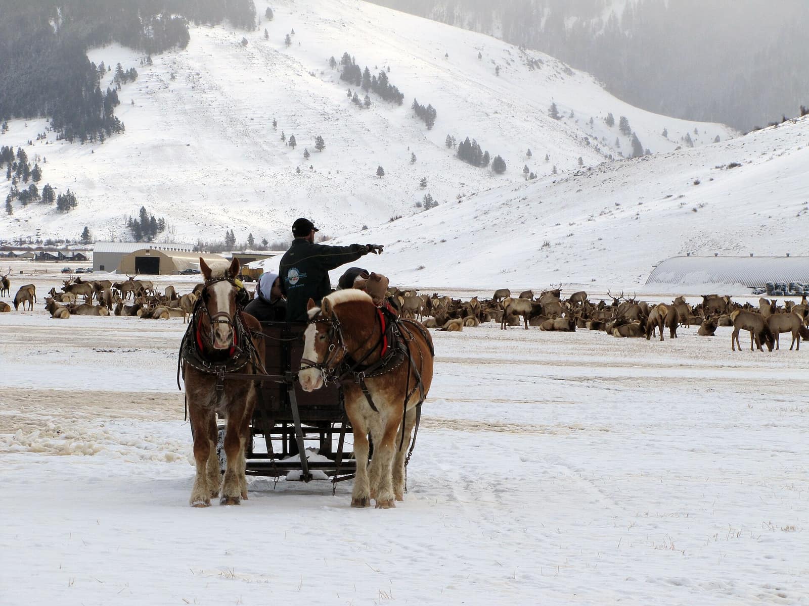 Horse-drawn sleigh carrying visitors across the snowy National Elk Refuge near Jackson, Wyoming, with hundreds of elk resting in the background