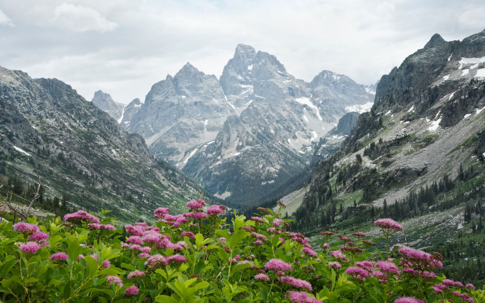 Wildflowers blooming below the Teton Range with the Snake River winding through the Jackson Hole valley in summer