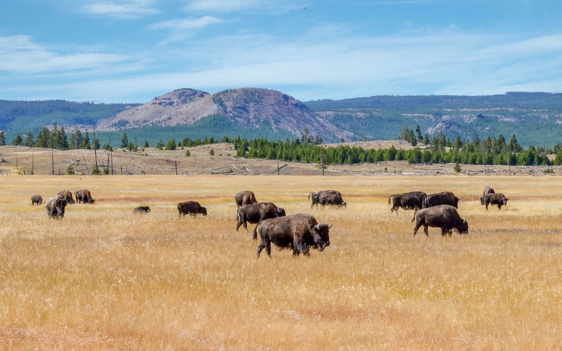 A family watching a bison herd graze in Hayden Valley at Yellowstone National Park, Wyoming, from the roadside
