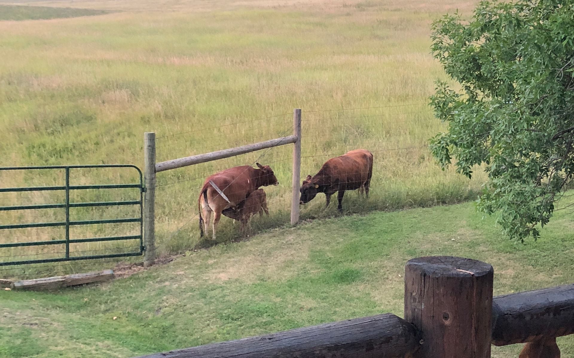 Best Dude Ranches in Wyoming in Wyoming