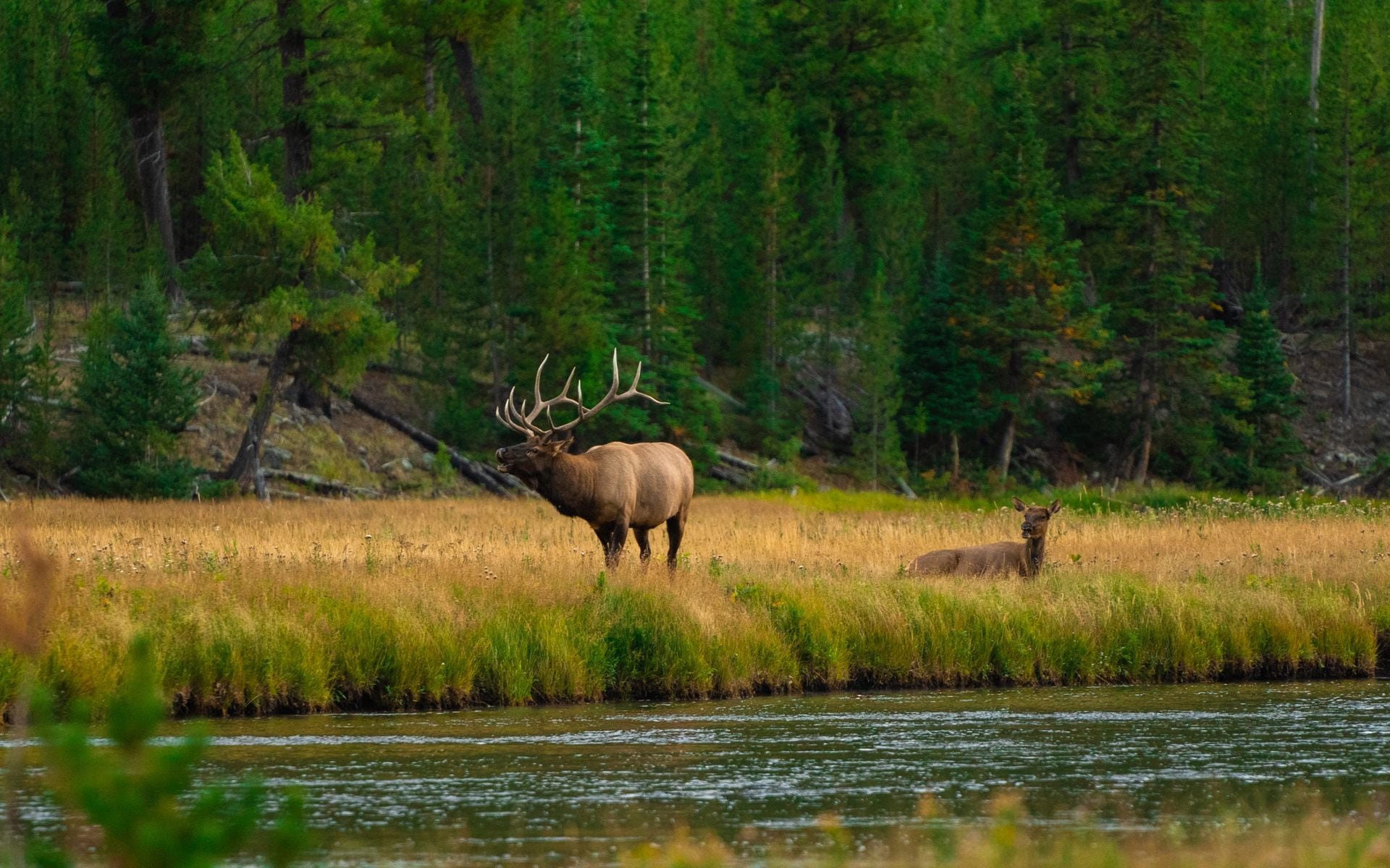 Best Places to See Wildlife in Wyoming in Wyoming