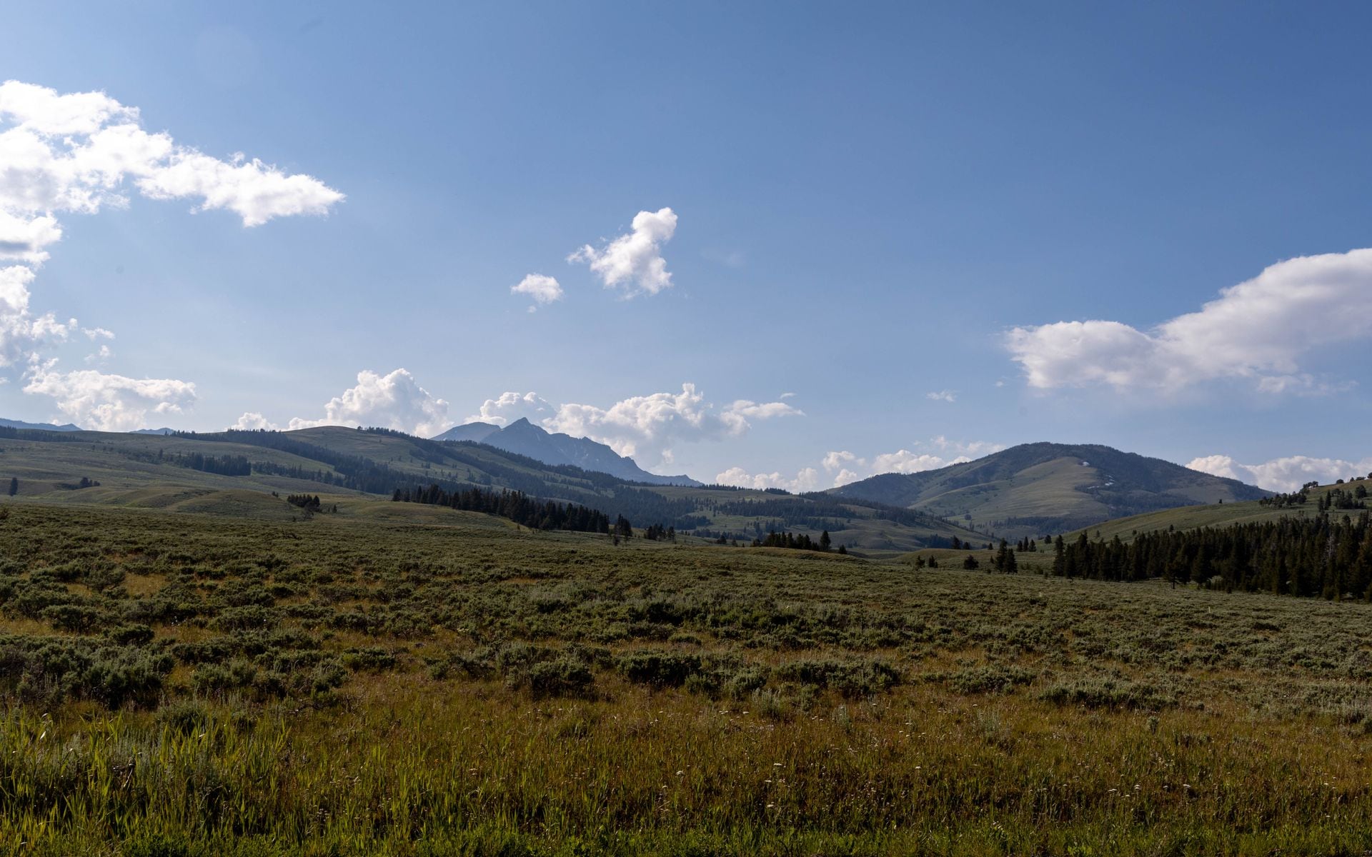 Wildlife and Bear Safety in Wyoming