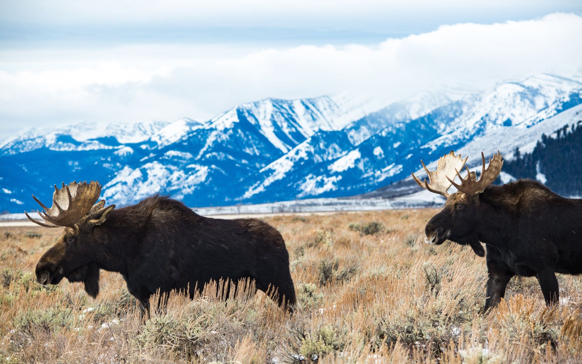 Wildlife Watching in Wyoming